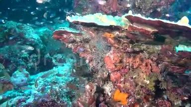 马尔代夫海底深海海底的鱼虾学校。